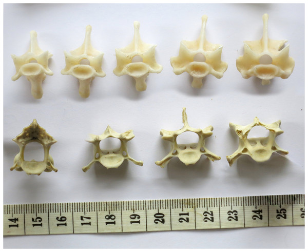 Sequences of cervical vertebrae of extant animals, showing that articular facet shape remains similar along the column.