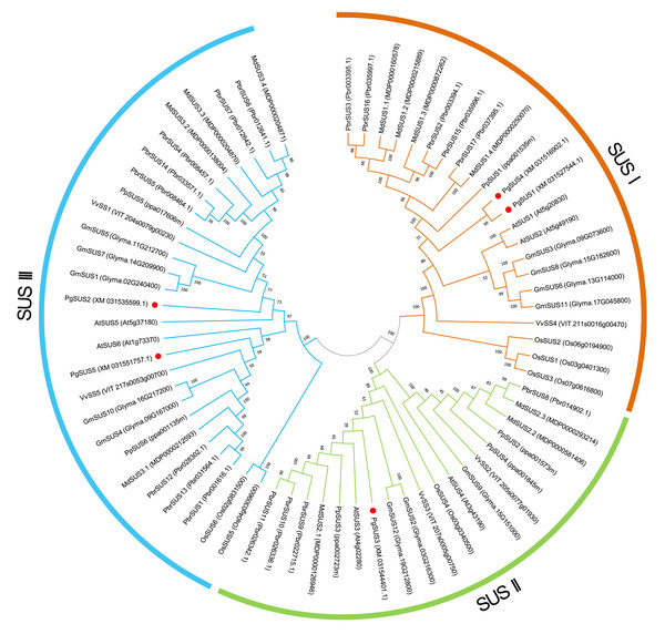 Phylogenetic relationship analysis of SUSs from pomegranate and seven other species.