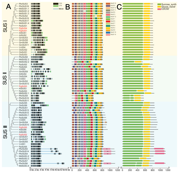 Analysis of gene structure, conserved motif, and domain of SUS genes family in seven species.
