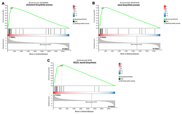 The enrichment of DEGs between EP BM-MSCs and LP BM-MSCs were analyzed via gene set enrichment analysis (GSEA).