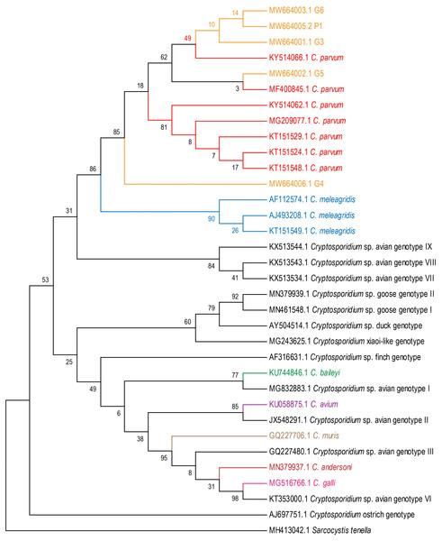 Phylogenetic tree for Cryptosporidium spp.
