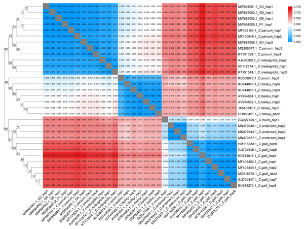 Phylogenetic tree and genetic distance among different Cryptosporidium haplotype.