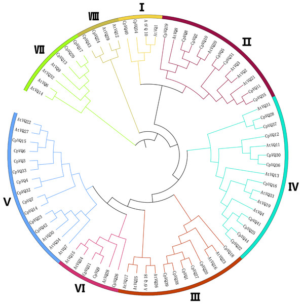Phylogenetic tree analysis of the VQ genes in C. pepo and Arabidopsis thaliana.