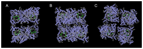 Three templates of three-dimensional structure in PTPC proteins,.