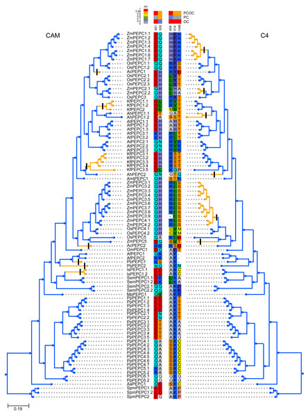 Molecular convergent sites of PEPC gene family in CAM and C4 species.