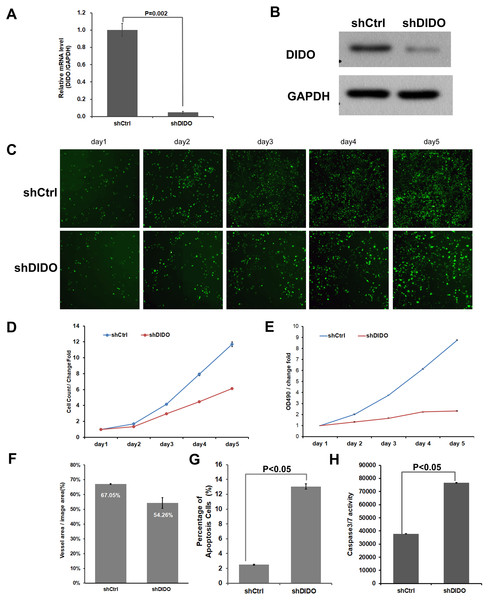 The function assays of DIDO gene.