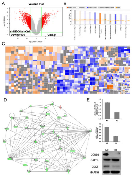 Analysis of downstream genes regulated by DIDO.