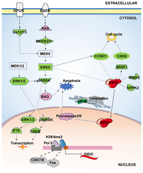 The apoptosis and proliferation mechanism in leukemia endothelial cells that may be regulated by DIDO.