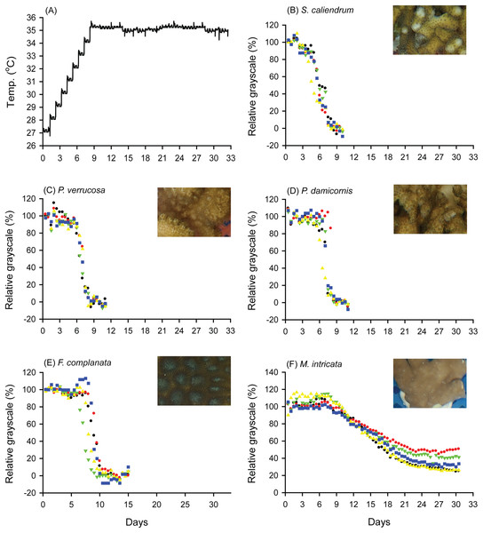 Bleaching responses of corals in the fast-heating program (FHP, 1 °C per day).