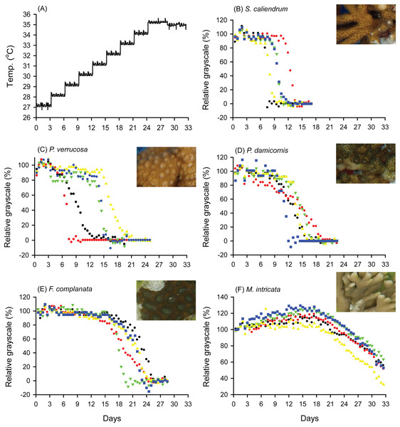 Bleaching responses of corals in the slow-heating program (SHP, 1 °C per 3 days).