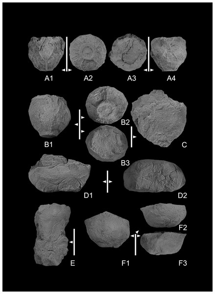 (A1–A4) Codiacrinus sevastopuloi sp. nov. GIUS 4-3696/Codiacrinus1, holotype; (A1) lateral view of aboral cup; (A2) basal view of aboral cup, note basal concavity bordered by ridge; (A3), oral view of aboral cup; (A4), lateral lateral view of aboral cup. (B1–B3) Codiacrinus sevastopuloi sp. nov. GIUS 4-3696/Codiacrinus2. paratype; (B1) lateral view of aboral cup; (B2) basal view of aboral cup; (B3) oral view of aboral cup. (C) lateral view of an incomplete and compressed specimen of Codiacrinus sevastopuloi sp. nov. GIUS 4-3696/Codiacrinus3. (D1–D2) compressed specimen of Halocrinites sp. GIUS 4-3696/Hsp; (D1) lateral view of aboral cup with plate boundaries visible; (D2) basal view of cup. (E) Bactrocrinites sp. GIUS 4- 3696/Bactrocrinites1; lateral view of incomplete aboral cup, note small radial plates and large basal plates. (F1–F3) compressed aboral cup of Halocrinites schlotheimii. GIUS 4- 3696/Hschloth1 (F1) oblique basal view; (F2, F3) lateral views.