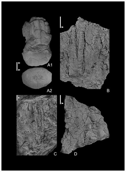 (A1–A2) Halocrinites schlotheimii; (A1) lateral view of partial crown, aboral cup plate boundaries distinct; (A2) basal view of a moderately compressed aboral cup. GIUS 4-3696/Hschloth3. (B–D) Crinoidea indeterminate; GIUS 4-3696/Hschloth3. (B–D) Crinoidea indeterminate; GIUS 4-3696/indet3, 4 and 5 respectively; (B, C) partial arms of an unknown cladid crinoids; (D) in upper left of specimen a pentalobate column presumably infrabasal plates attached; probably an unknown cladid).