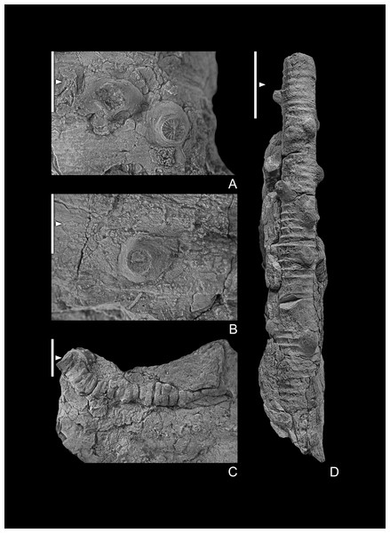 (A, B) Crinoid holdfast on stromatoporoids. GIUS 4-3696/holdfast1 and 2, respectively. (C) Crinoid pluricolumnal presumably from the dististele with broken radices; (D) pluricolumnal with elliptical columnals, presumably from a member of the Platycrinitidae; GIUS 4-3696/indet14 and 15 respectively.