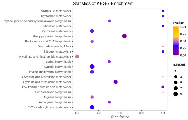 Enrichment analysis of KEGG pathway.