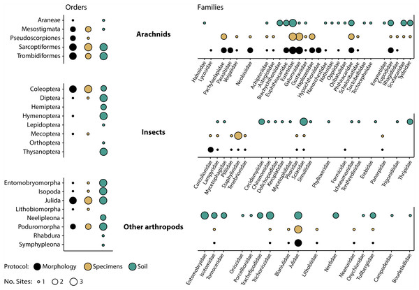 Taxonomic recovery of arthropod orders and families from three paired samples of specimens and soil analysed by DNA metabarcoding compared to taxa detected through morphological analysis of vouchers from the specimen samples.