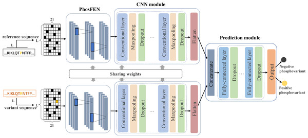 Illustration of the proposed PhosVarDeep framework.