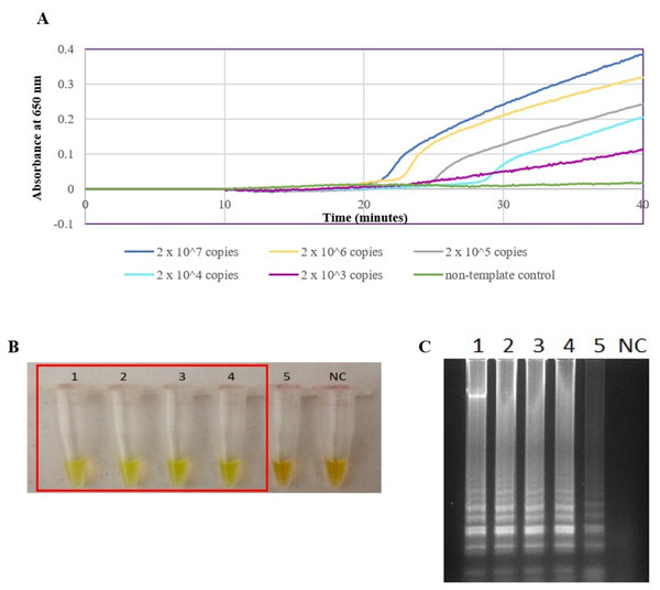 Sensitivity test of the LAMP assay using genomic DNA of L. interrogans serovar Pomona. The LAMP reaction was performed at 65 °C for 40 min.