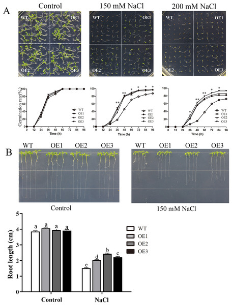 Germination and root length phenotypes of MdBBX1 overexpression plants under salt tolerance.