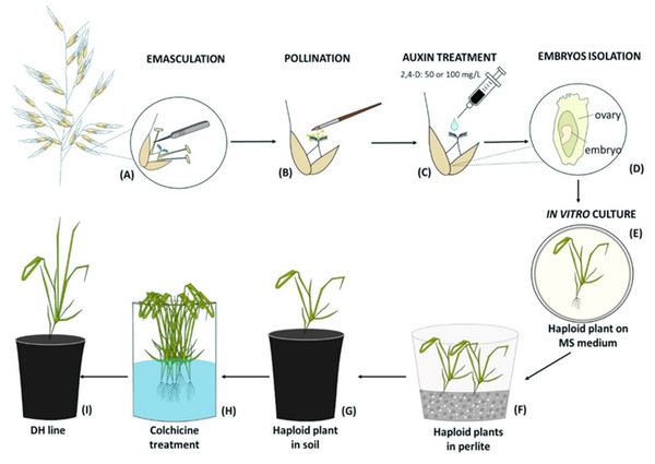 Diagram of the production of oat doubled haploid lines through the wide crossing method.