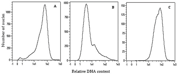 Flow cytometry histograms of oat plants: (A) control 2n –cv. Bingo, (B) haploid 1n –DC11142 before colchicine treatment, and (C) doubled haploid 2n –DC11142 after colchicine treatment.