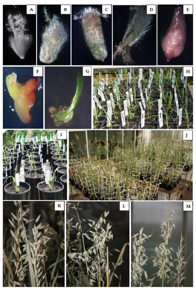 Oat doubled haploids production by wide crossing with maize.