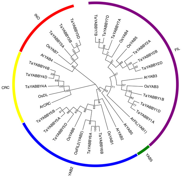 Phylogenetic relationship of wheat and rice, Arabidopsis YABBY genes.