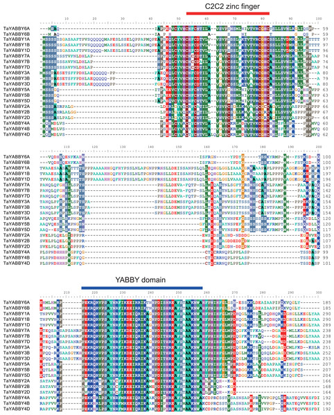Sequence alignment of the wheat YABBY proteins.