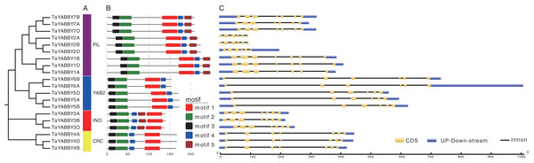Phylogenetic, conserved motifs, and gene structures analyses of the wheat YABBY TFs.