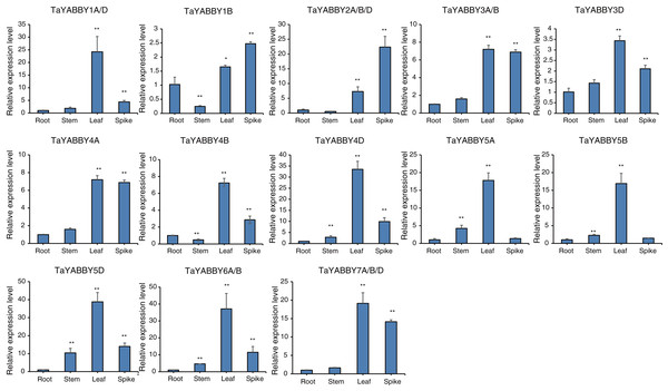 Expression patterns of TaYABBY genes in different tissues by qRT-PCR.