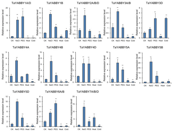 Expression patterns in TaYABBY genes under different abiotic stresses.