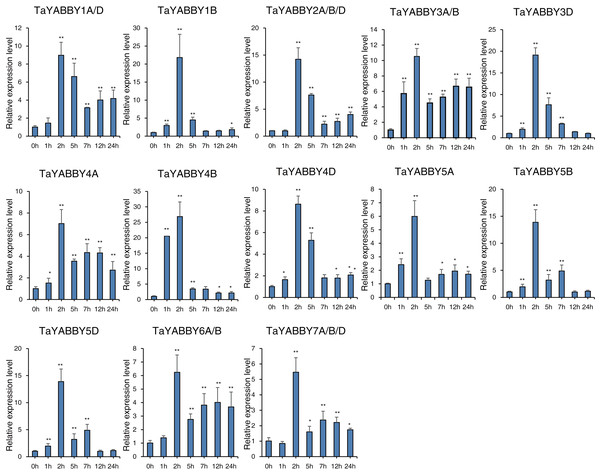 qRT-PCR analysis of TaYABBY genes under salt stress at different time points.