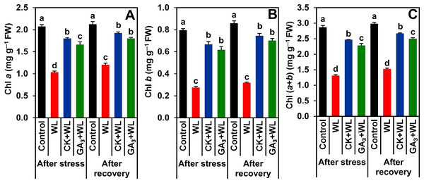 Effects of exogenous cytokinin and gibberellic acid on (A) Chlorophyll (Chl) a, (B) Chl b and (C) Chl (a + b) in the leaves of mungbean plants after 5-day of stress and 15-day of recovery period.