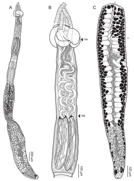 Line drawings of Rhinoptericola schaeffneri n. sp.