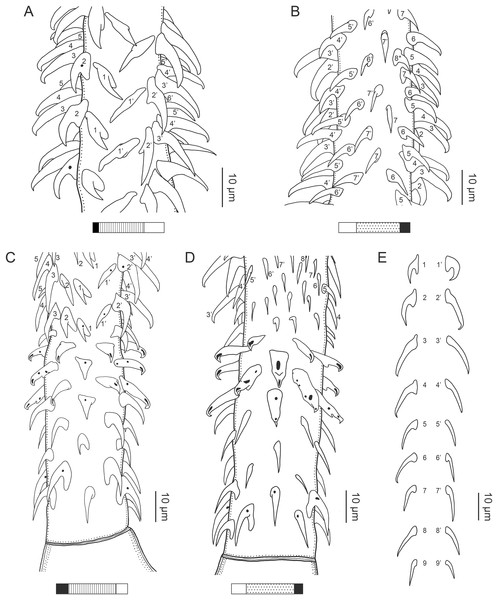 Line drawings of the tentacular armature of Rhinoptericola schaeffneri n. sp.