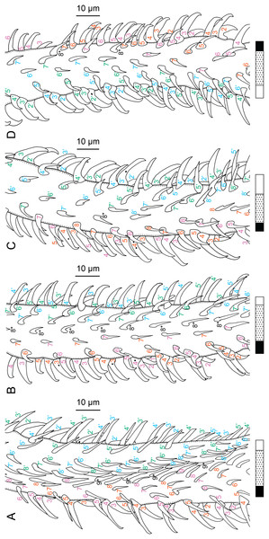 Line drawings of the tentacular armature on the antibothrial surface of Rhinoptericola schaeffneri n. sp. showing variation in hook number for principal rows along the tentacle.