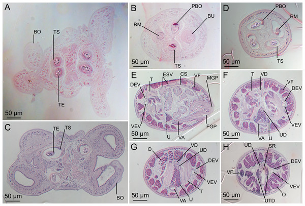 Light micrographs of cross-sections of Rhinoptericola schaeffneri n. sp. (A–B) and Rhinoptericola mozambiquensis n. sp. (C–H).