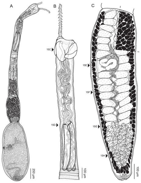Line drawings of Rhinoptericola mozambiquensis n. sp.