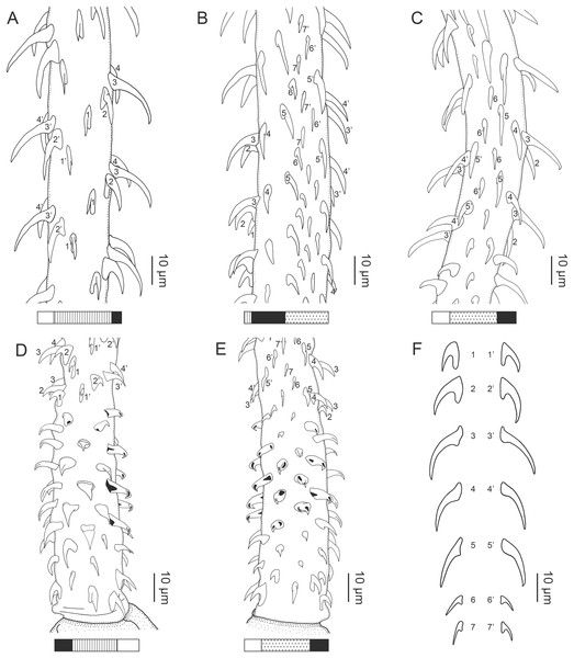 Line drawings of the tentacular armature of Rhinoptericola mozambiquensis n. sp.