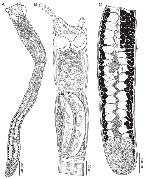 Line drawings of Rhinoptericola hexacantha n. sp.