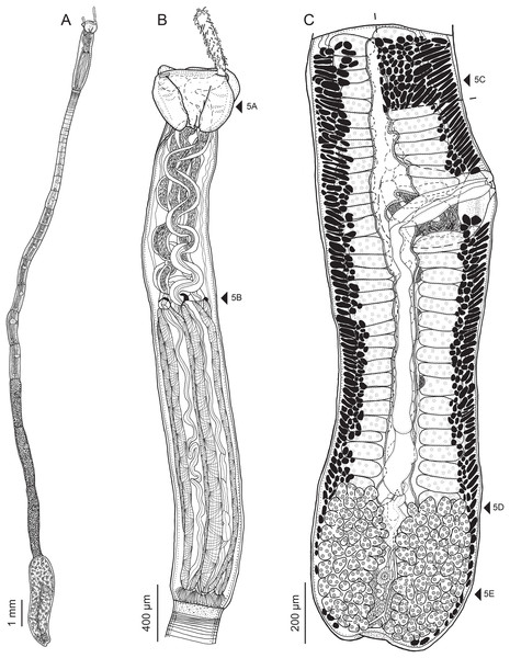 Line drawings of Rhinoptericola megacantha Carvajal & Campbell, 1975.