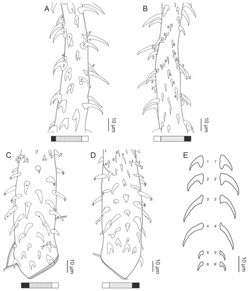 Line drawings of the tentacular armature of Rhinoptericola hexacantha n. sp.