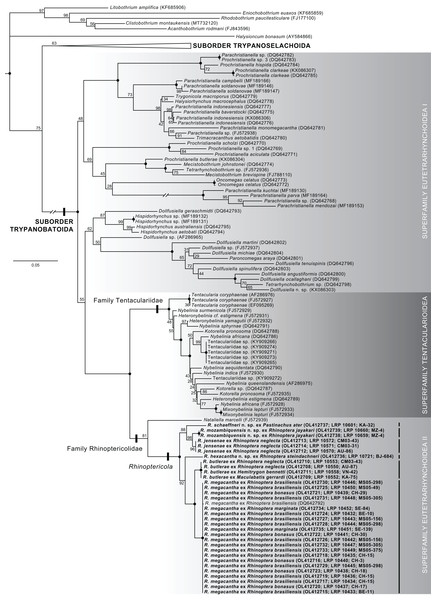 Phylogeny of the Trypanorhyncha resulting from a maximum likelihood analysis of the D1–D3 region of the 28S rRNA gene showing the placement of rhinoptericolid taxa.
