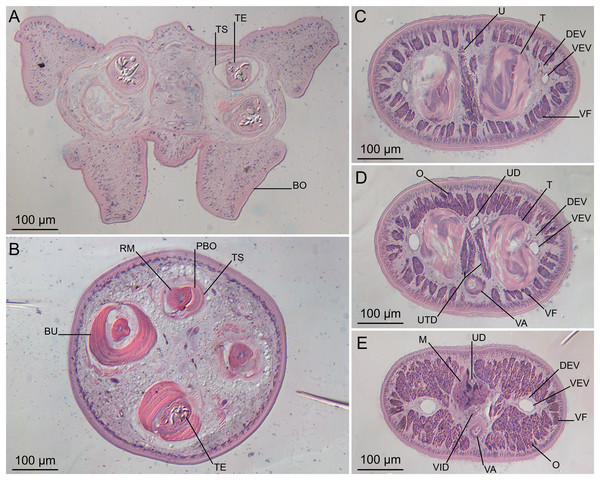 Light micrographs of cross-sections of Rhinoptericola megacantha Carvajal & Campbell, 1975.