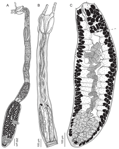 Line drawings of Rhinoptericola jensenae (Schaeffner & Beveridge, 2012b) n. comb.