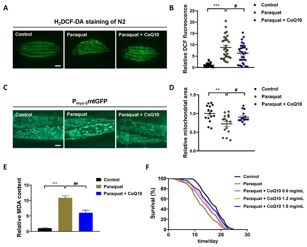 The evaluation of C. elegans model of PQ poisoning by CoQ10.