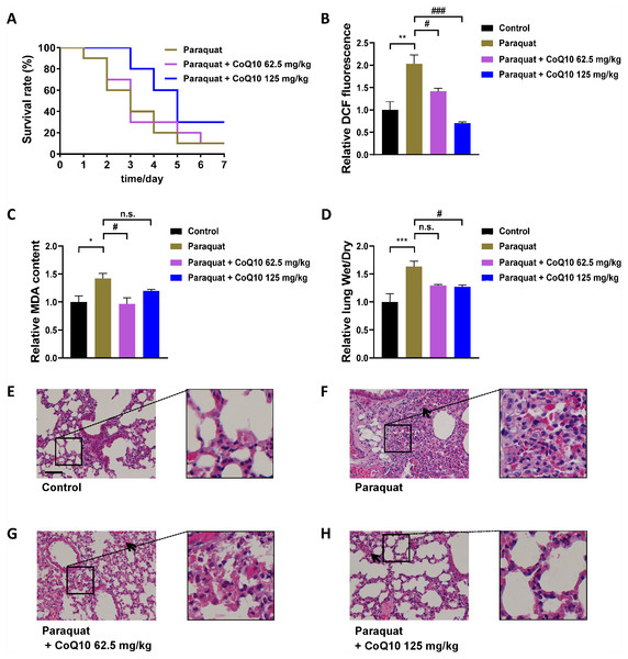 The evaluation of CoQ10 by mice model of PQ poisoning.