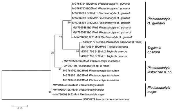 Molecular phylogenetic analysis of all available members of the Plectanocotylidae.