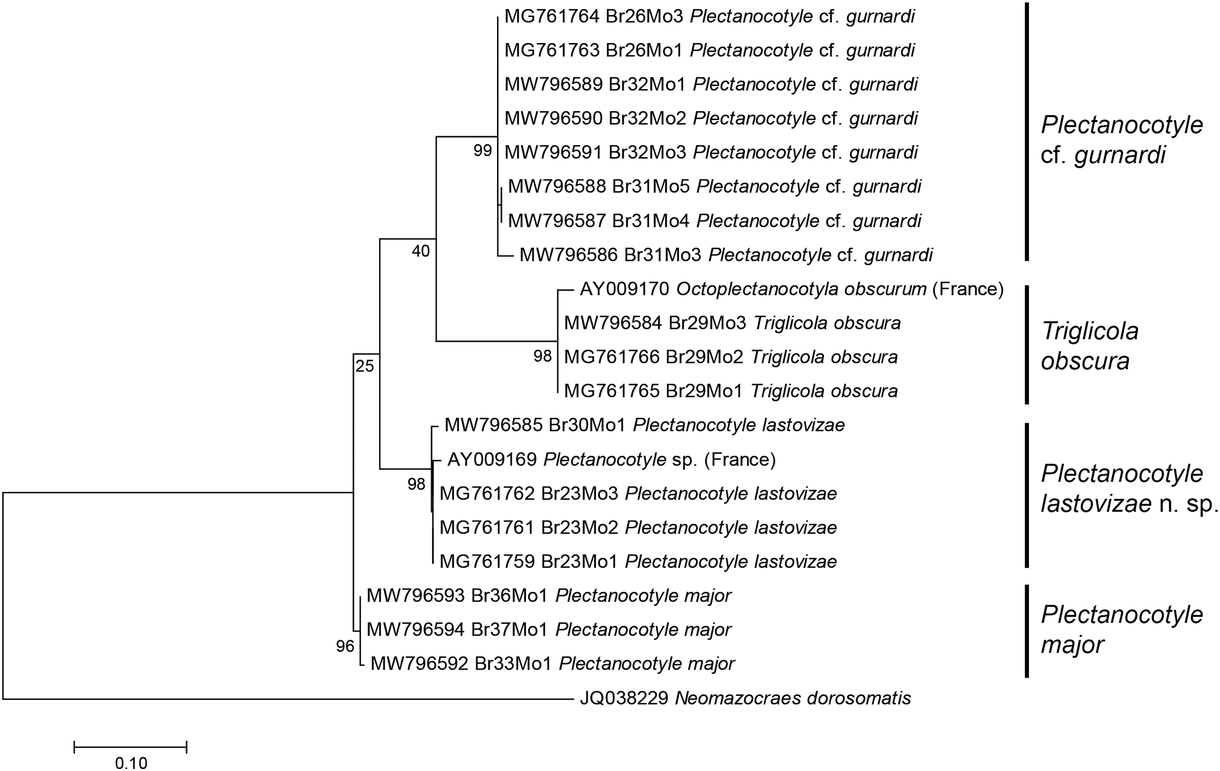 A revision of Plectanocotyle (Monogenea, Plectanocotylidae), with