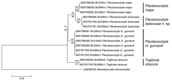 Molecular phylogenetic analysis of selected members of the Plectanocotylidae.