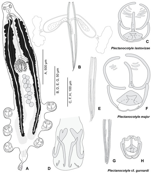 Plectanocotyle lastovizae n. sp. from Chelidonichthys lastoviza and comparison with other species.